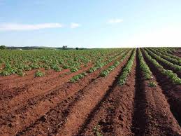 Agricultural Fields